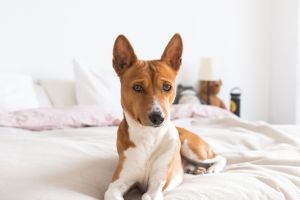 perro