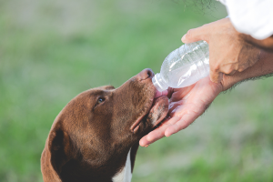 perro con agüita