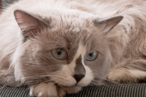 gato senior