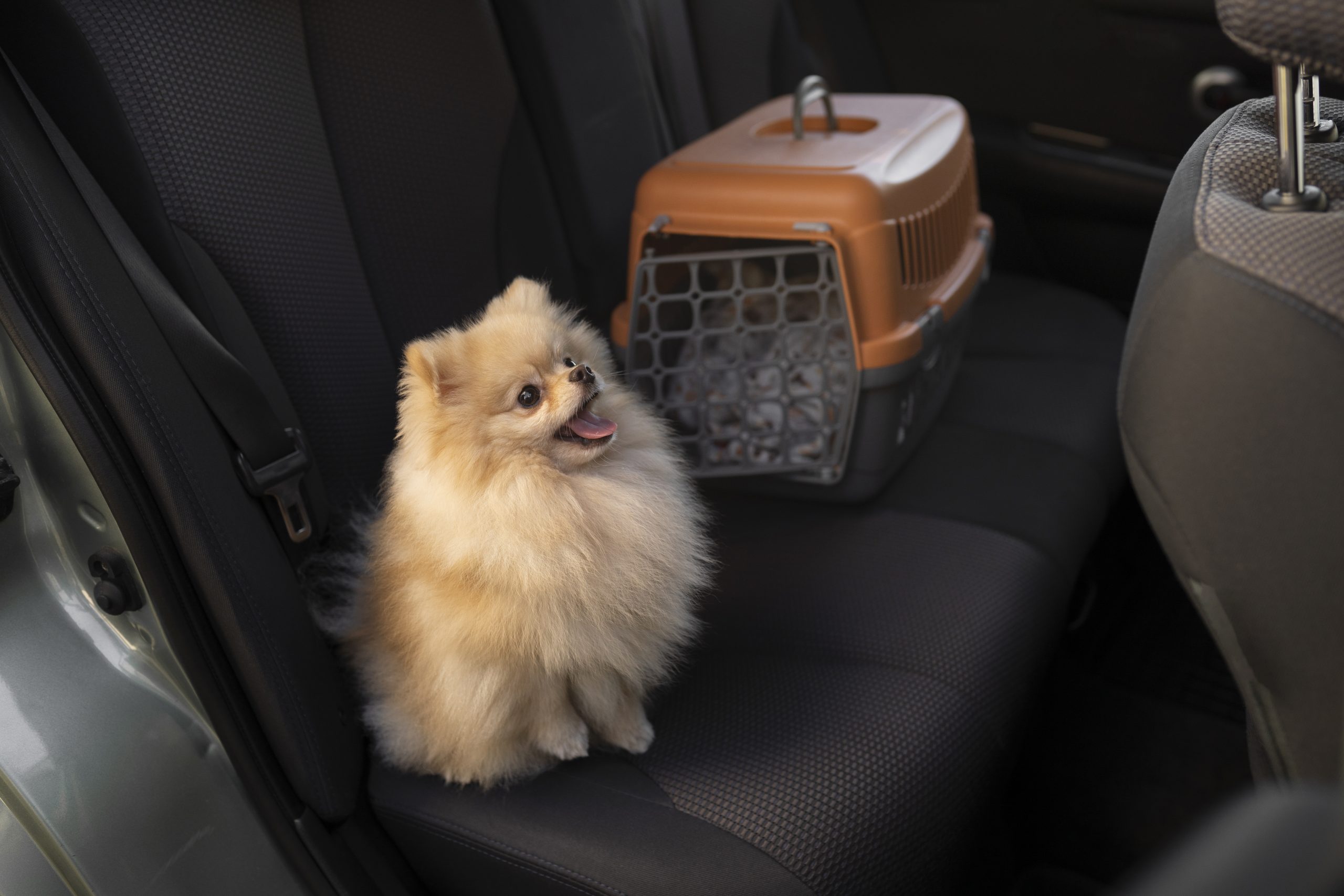 viajar con mascotas