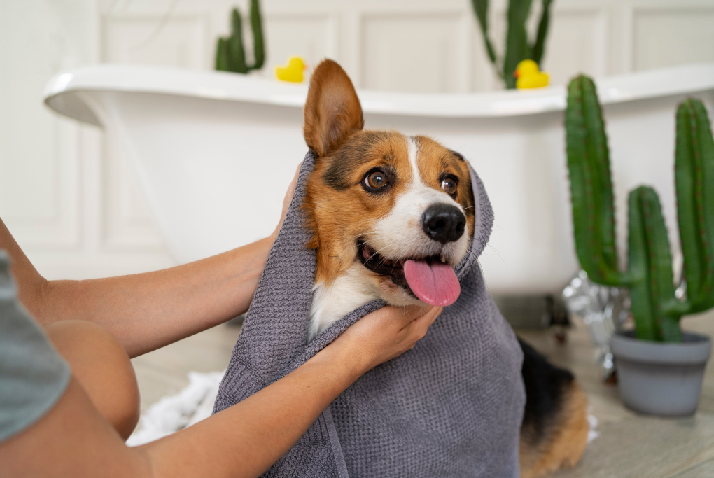 ¿Cada cuánto hay que bañar a tu perro?