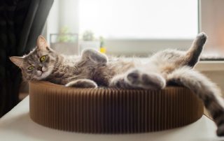 Gato menos cariñoso en verano