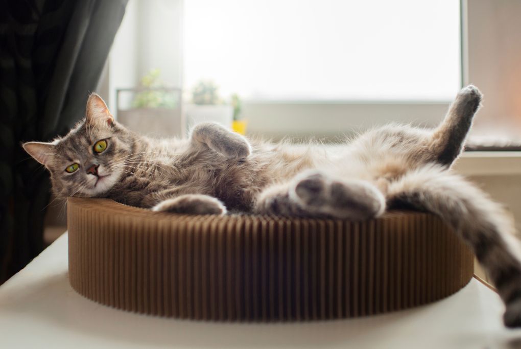 ¿Por qué mi gato está menos cariñoso cuando hace calor?