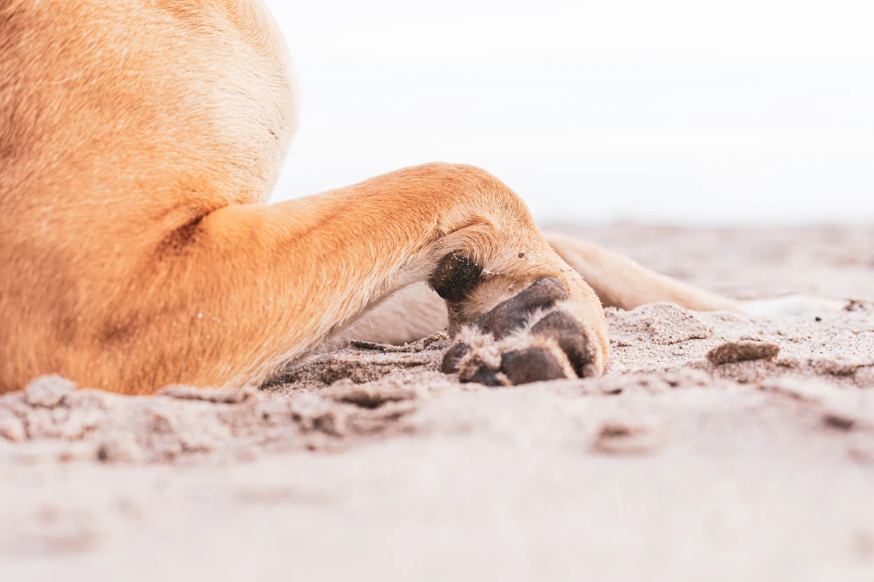 Quemaduras solares en perros