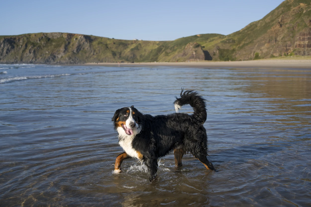 ¿Puede mi perro bañarse en el mar?