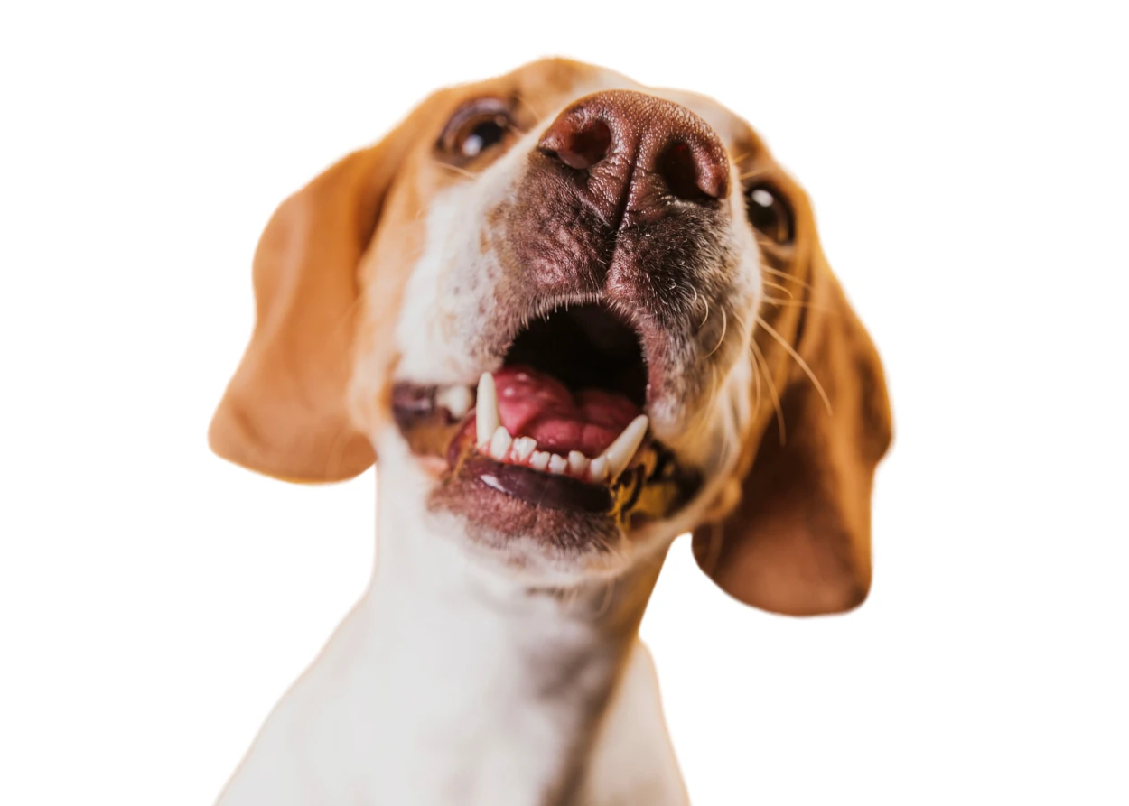 ¿Por qué mi perro ladra más de lo normal?