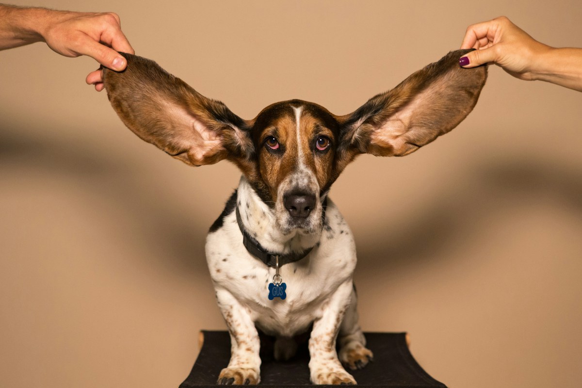 Otitis en perros: señales tempranas y cuidados seguros para sus oídos