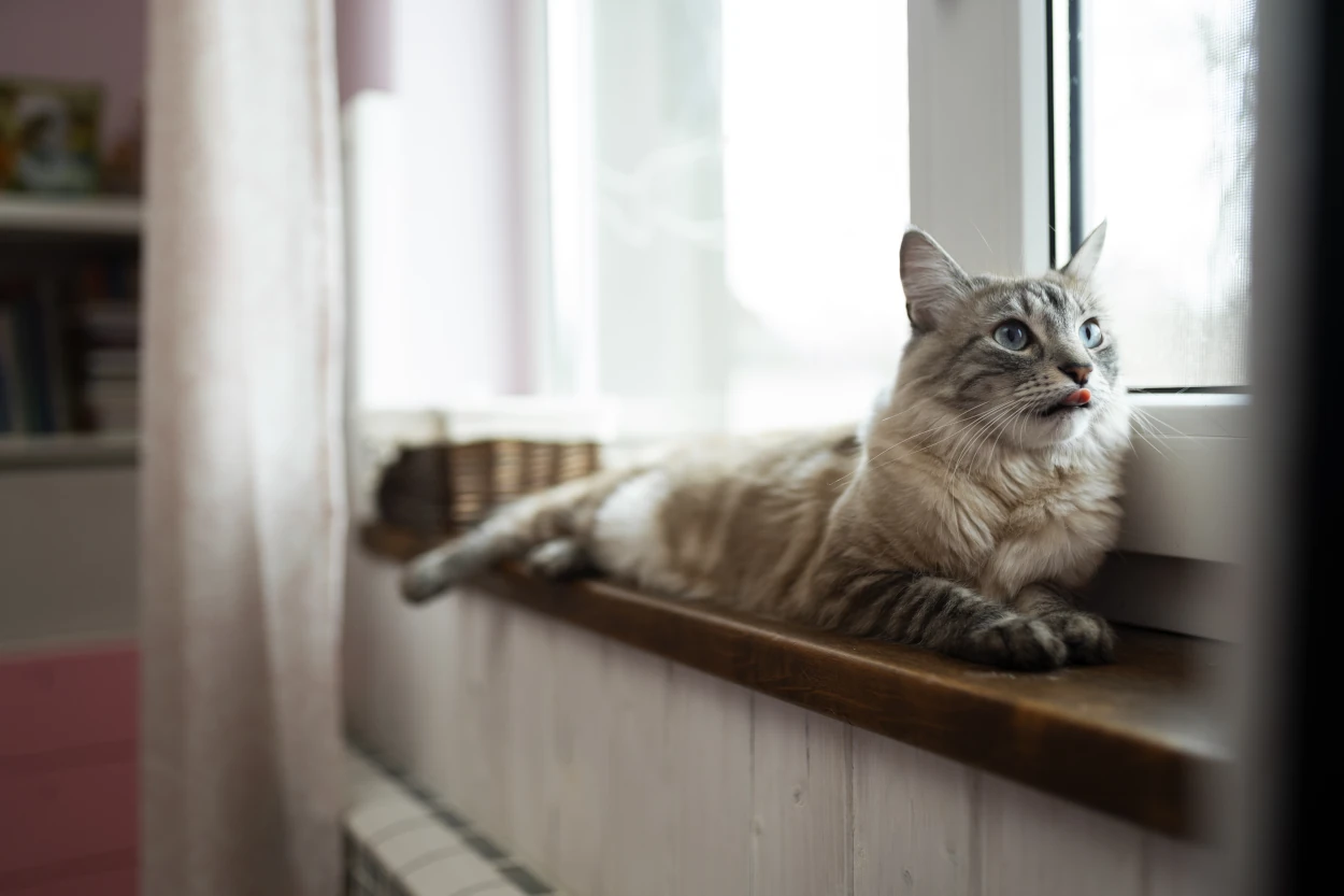 Enriquecimiento ambiental para gatos: cómo crear un hogar que favorezca su bienestar